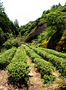 В Перу туристы попивают галлюциногенный чай